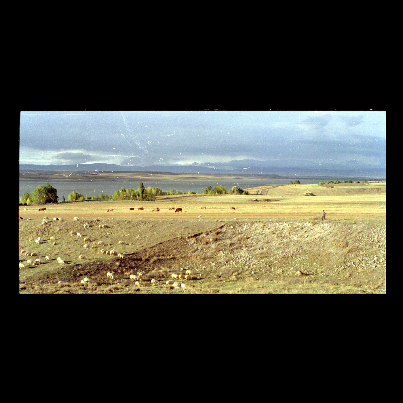 Episode Cover